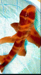 ネコザメLサイズ