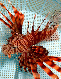 ハナミノカサゴ