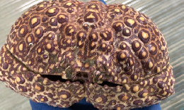 ヤマトカラッパ