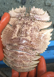 オオバウチワエビ